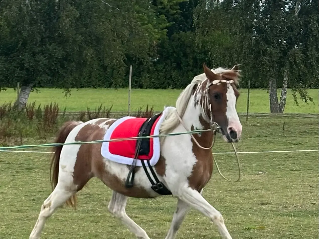 Billede 1 - Smuk prinsesse pony sælges