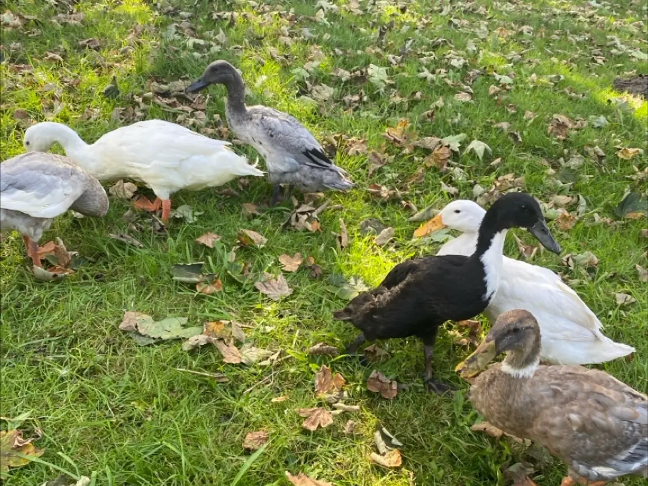 Billede 1 - Løbe ænder