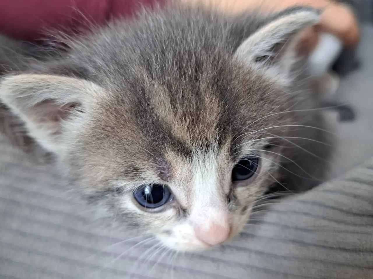 Billede 10 - 🐱 Søde killinger søger kærlige hjem 🐱