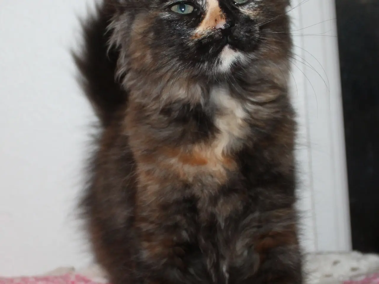 Billede 2 - 🍂 Hun ligner en varm efterårsdag 🌸 Maine Coon 🌸