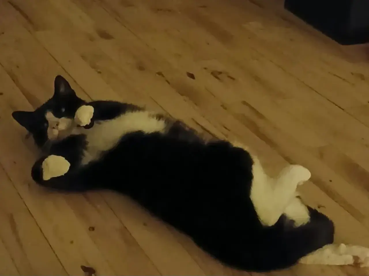Billede 6 - Kærlig kat søger nyt hjem