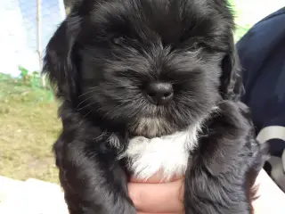 Skønne Bichon Havanais/Shih Tzu (Havashu) hvalpe s
