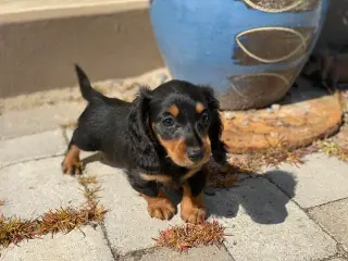 Dværg gravhunde langhåret
