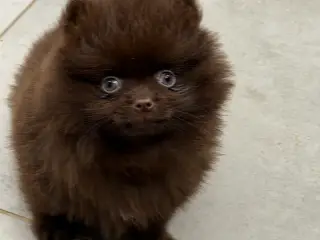 🐾💙 3 SMUKKE POMERANIA-DRENGE 💙🐾 - 2