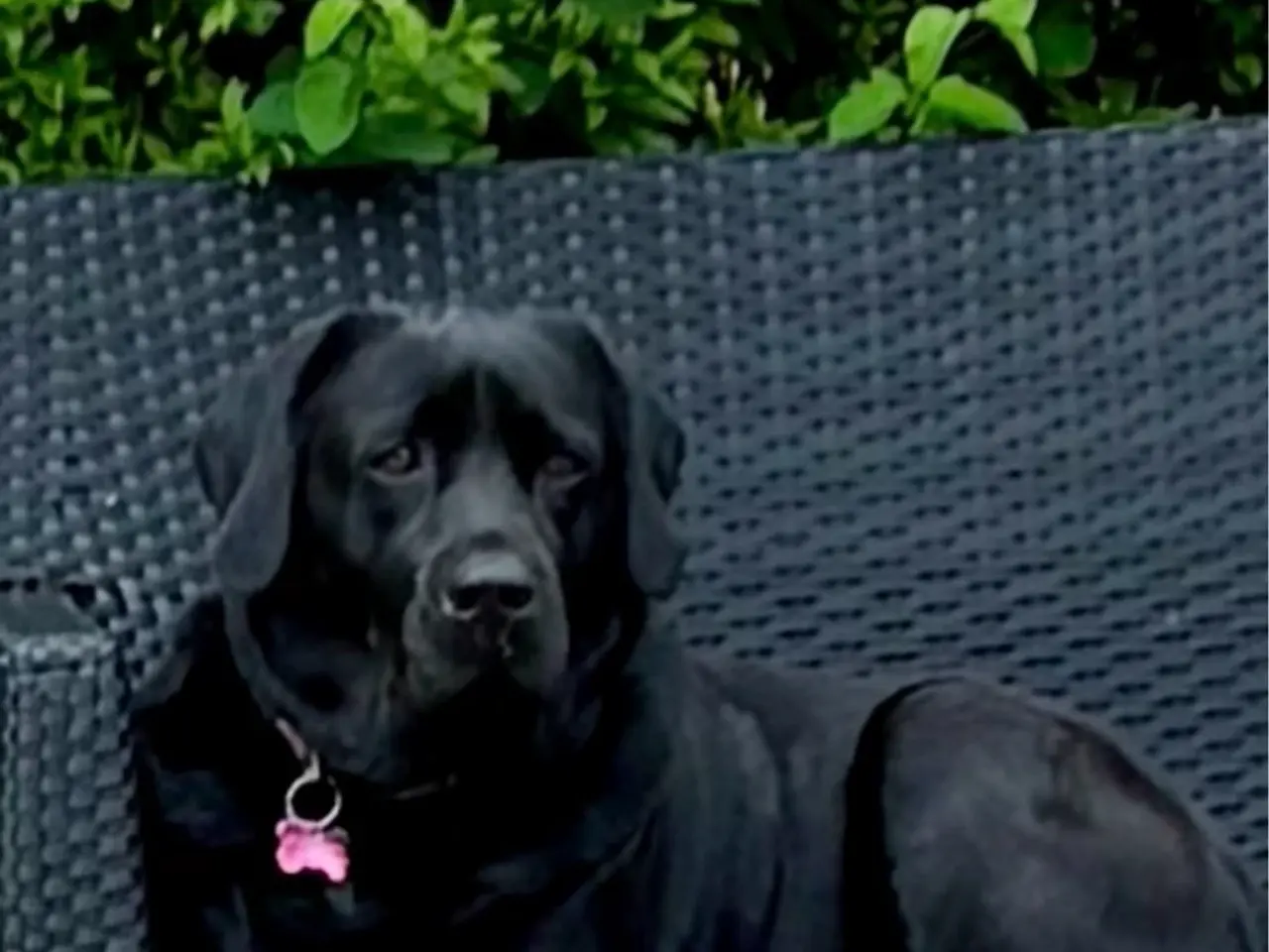 Billede 12 - Skønne gammeldags Labrador hvalpe.