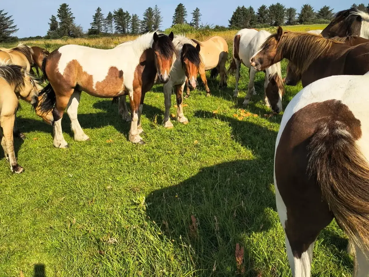 Billede 4 - 30 stk. 1 års robuste pony krydsningsplage sælges 