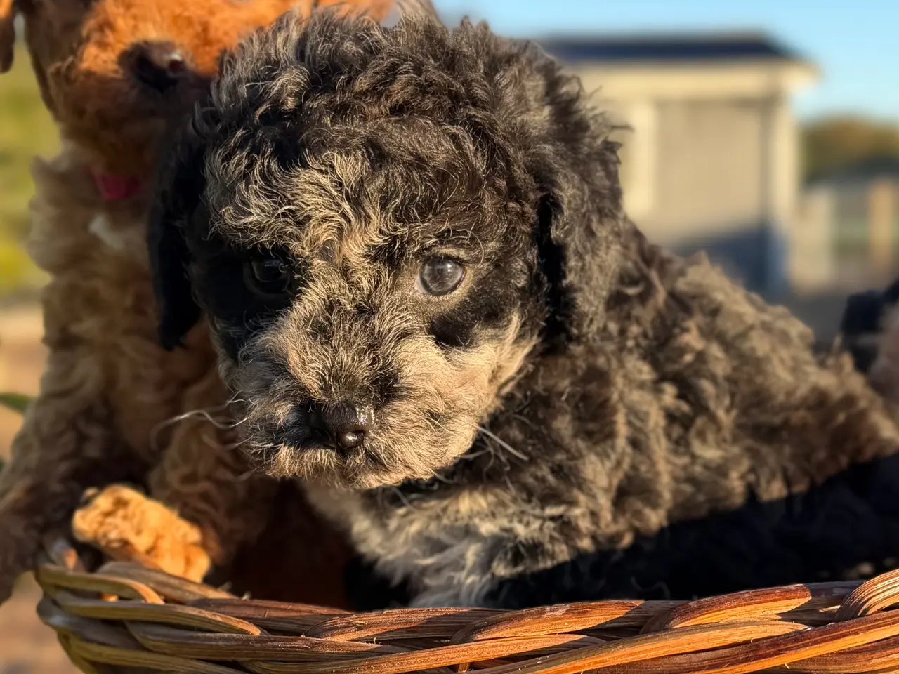 Billede 9 - Maltipoo