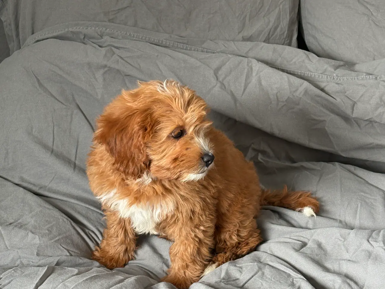 Billede 2 - Cavapoo, Benny mangler et hjem❤️