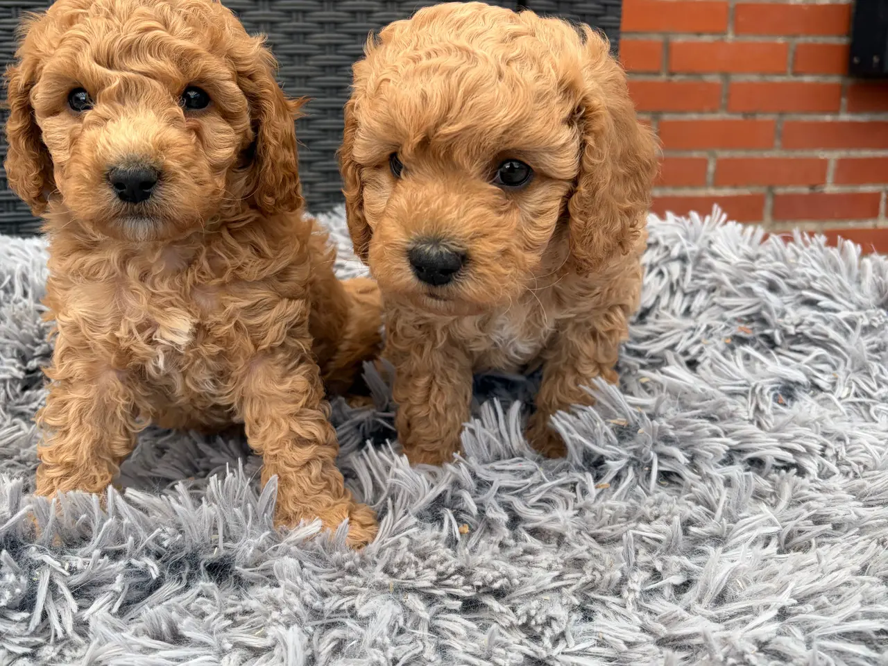 Billede 15 - 2 smukke Cavapoo drenge