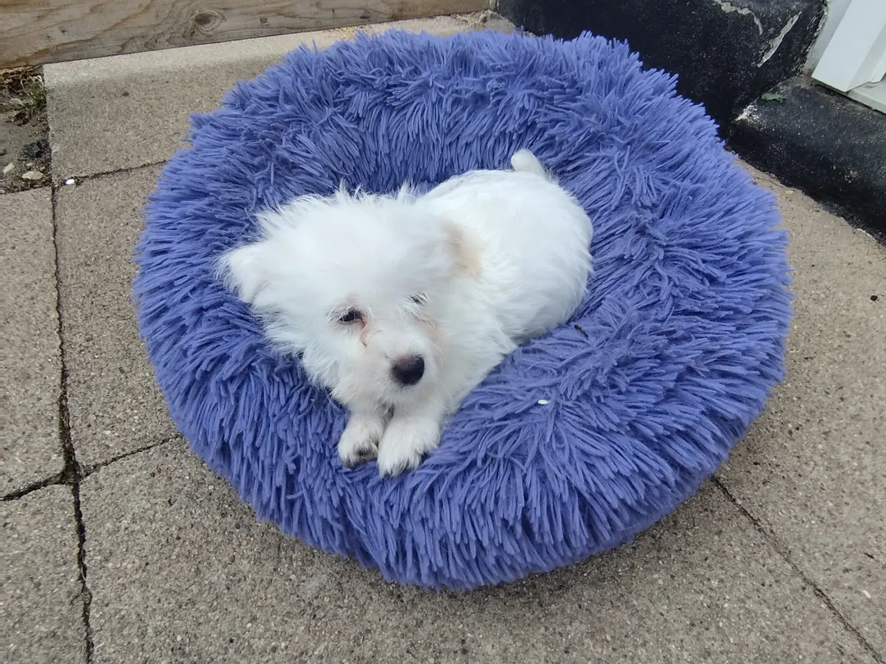 Billede 4 - Malteser/coton de Tulear hvalpe