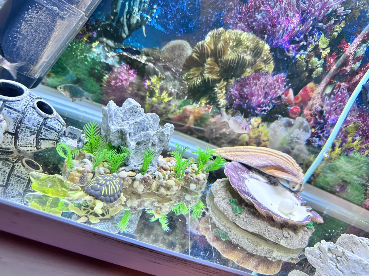 Billede 2 - akvarium med fisk, stor sugemalle og alt udstyr