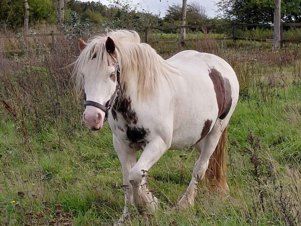 Billede 2 - Sødeste Irish Cob-hoppe