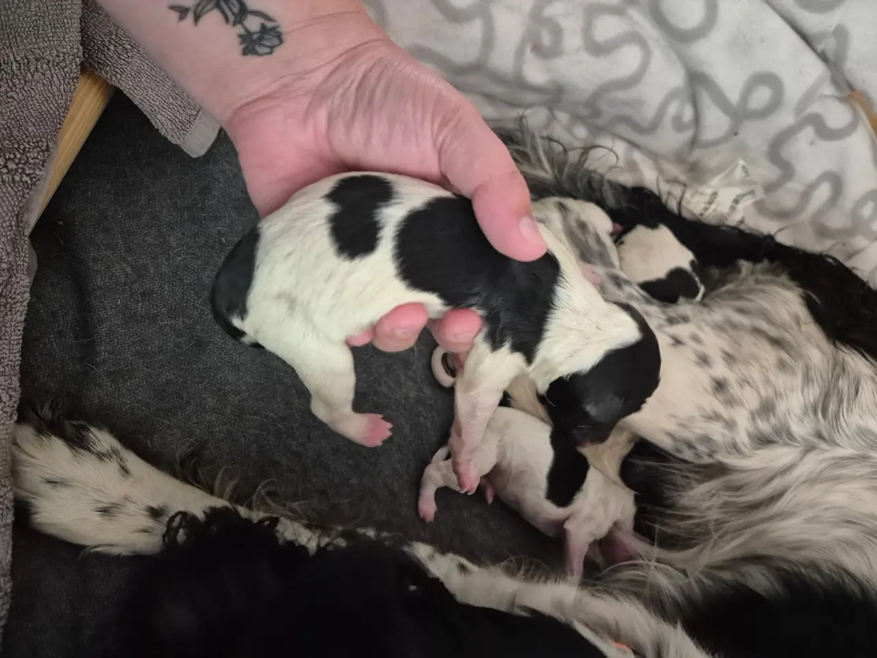 Billede 10 - FT. Engelsk springer spaniel Hvalpe sælges