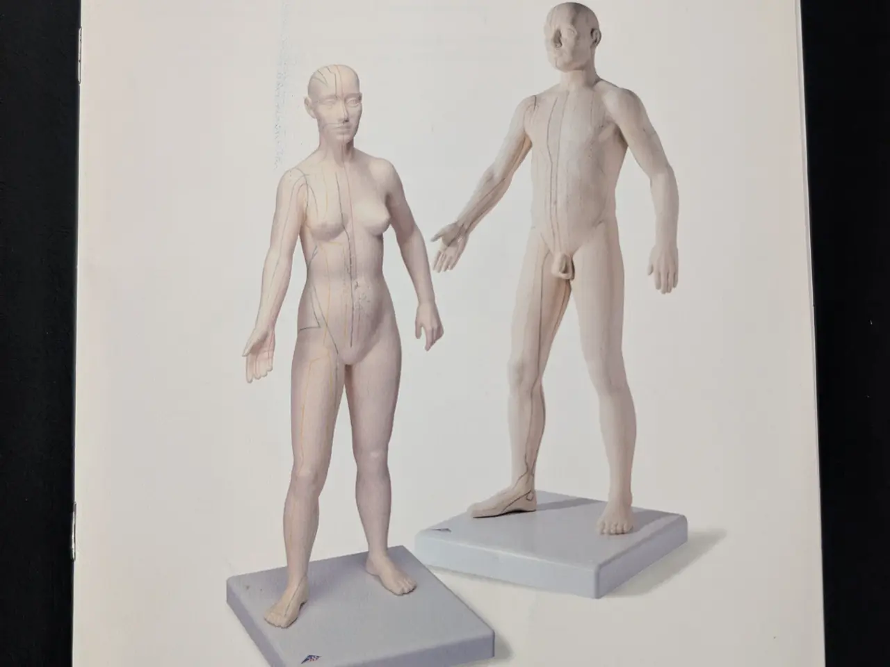 Billede 5 - Anatomisk akupunkturmodel (mand) fra 3B Scientific