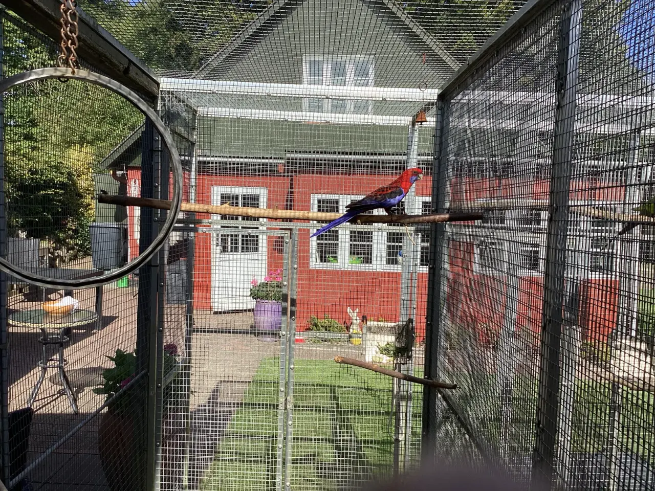 Billede 4 - pennant parakit