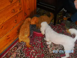 puddel hvalpe
