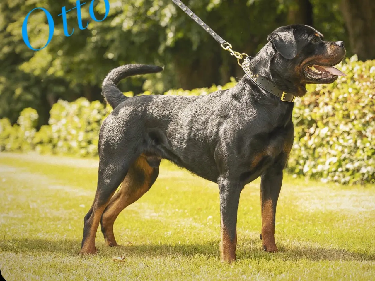 Billede 10 - Rottweiler hvalpe til salg