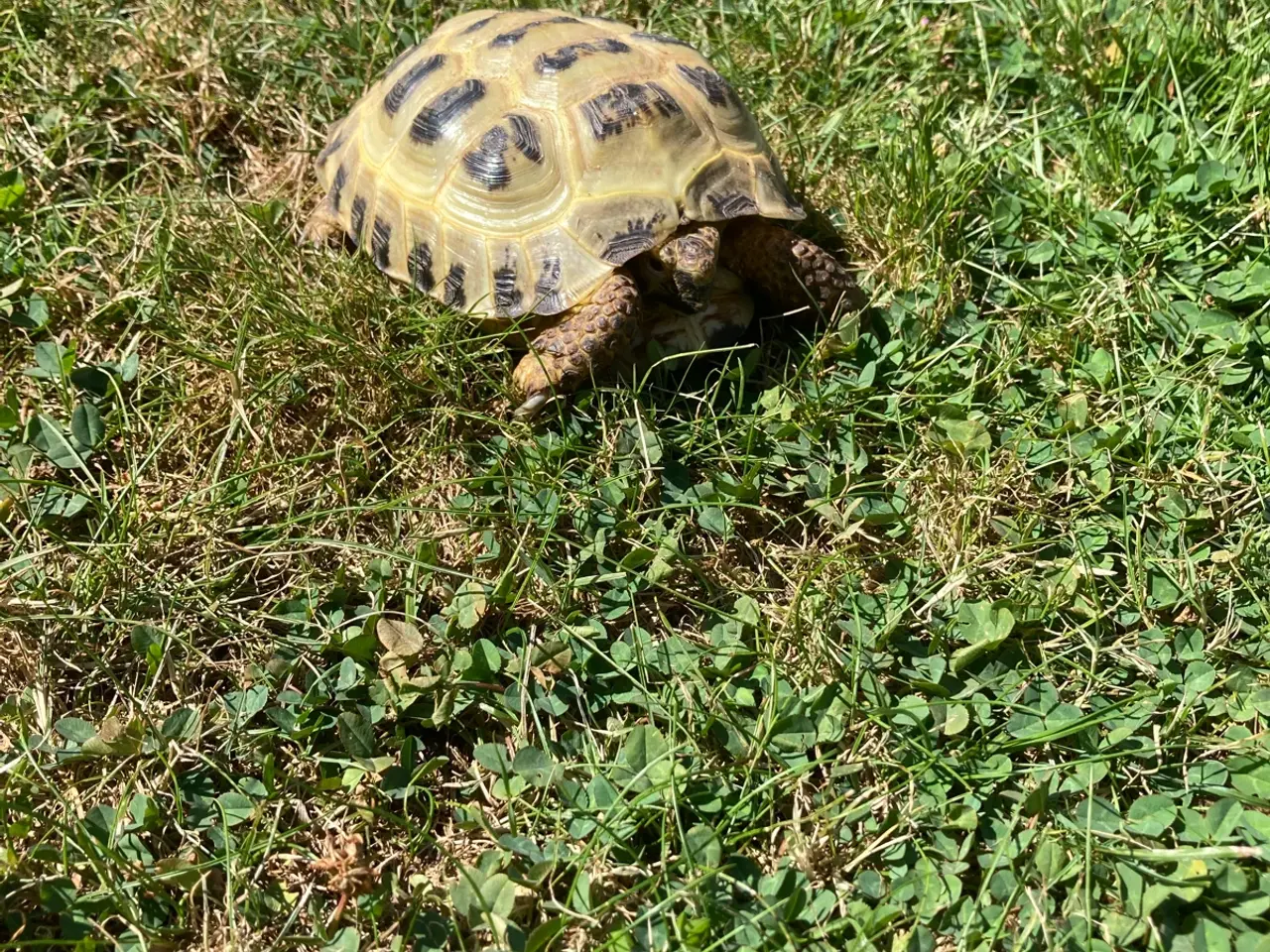 Billede 2 - Russisk landskildpadde
