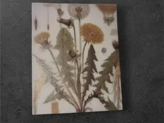 Botanisk mini-tryk: Mælkebøtter i forvandling