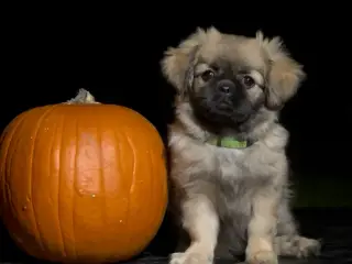 Tibetansk spaniel/ skal ikke klippes