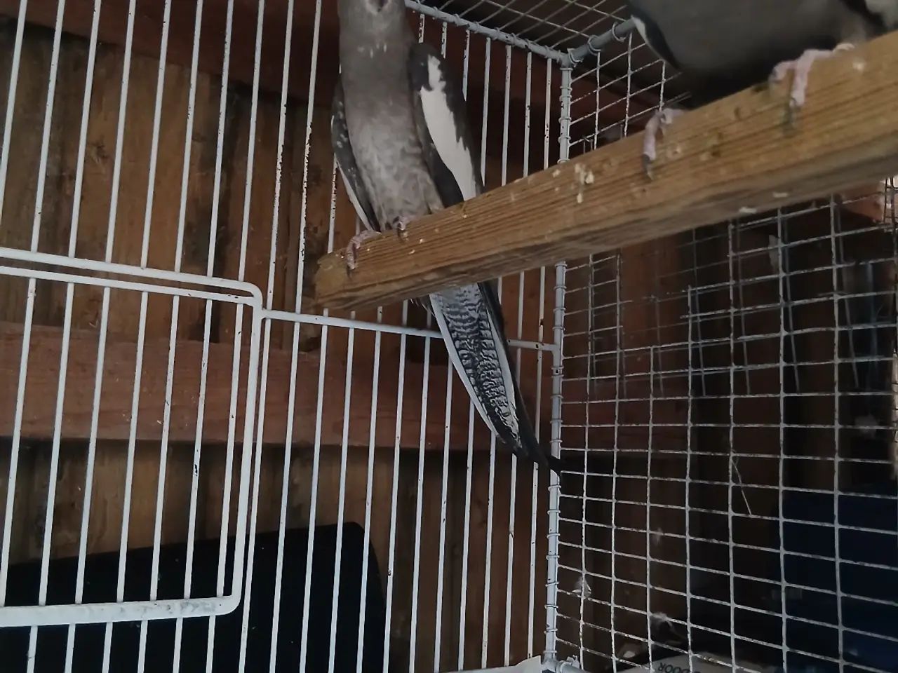 Billede 4 - Avlspar nymfeparkitter 2 år
