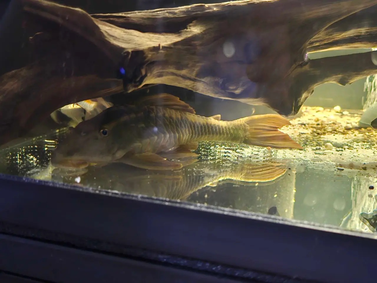 Billede 3 - Pleco L137 sugemaller