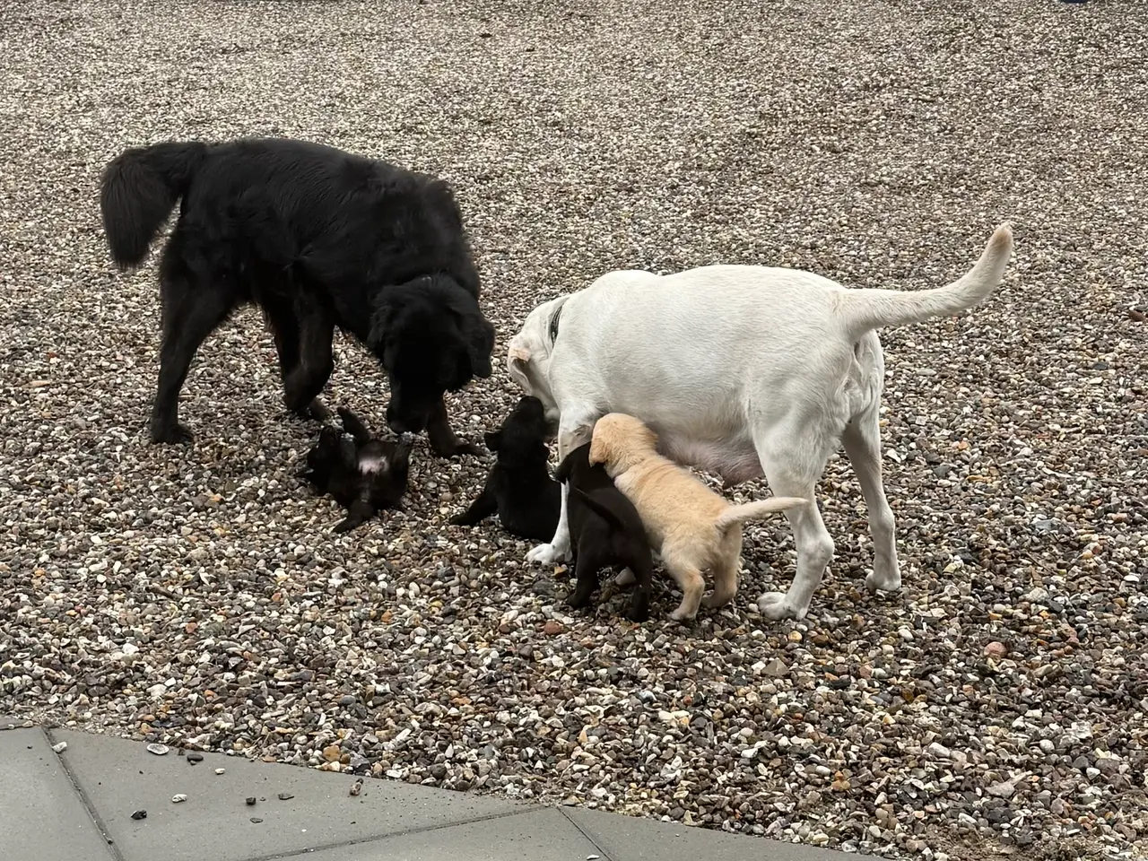 Billede 7 - De sødeste Hundehvalpe sælges