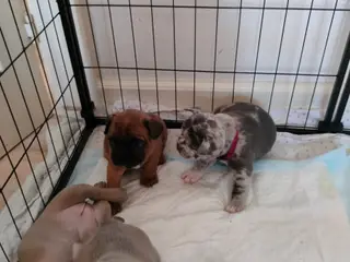 Fransk bulldog hvalpe