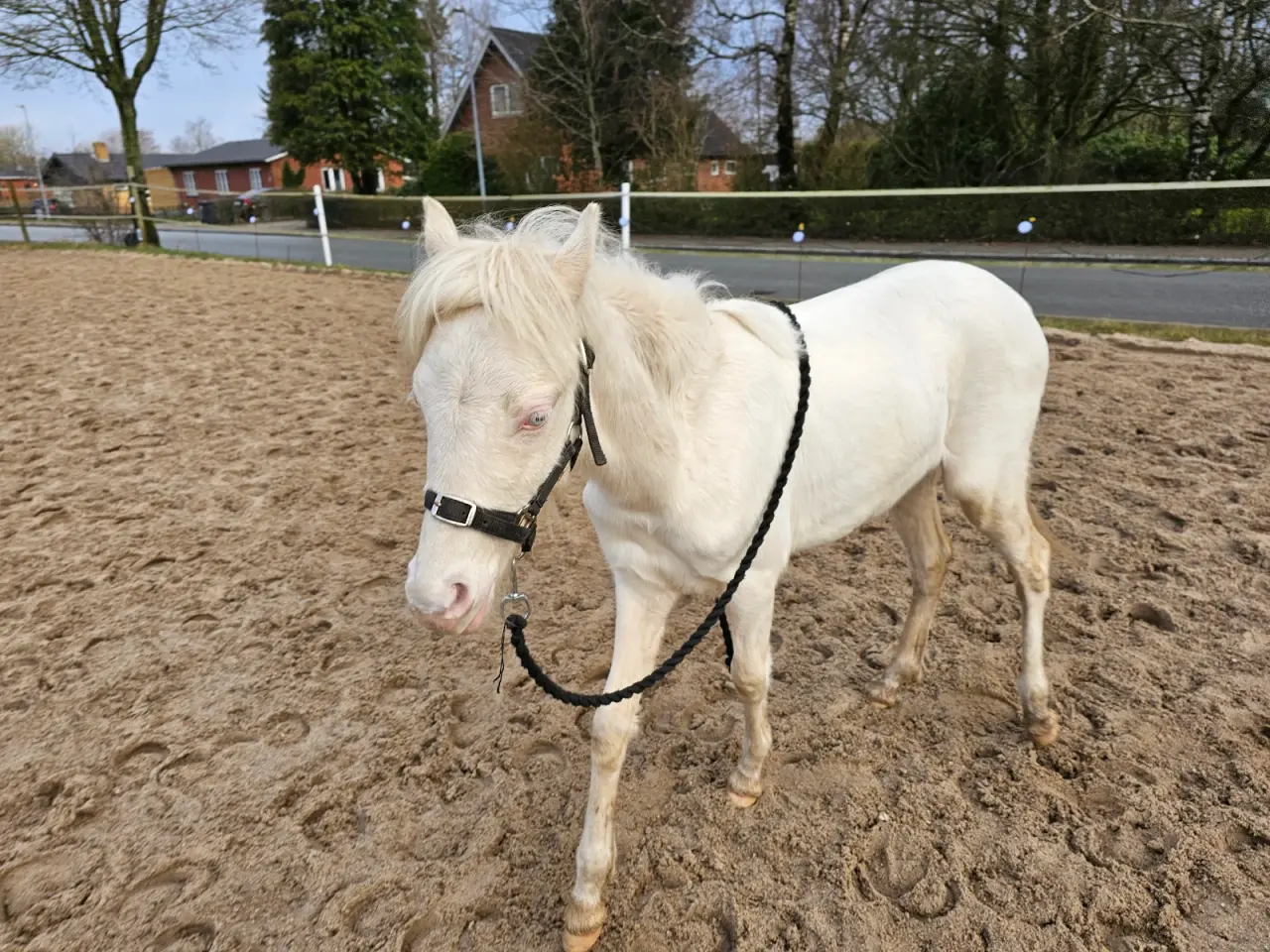 Billede 10 - 3 års welsh hingst