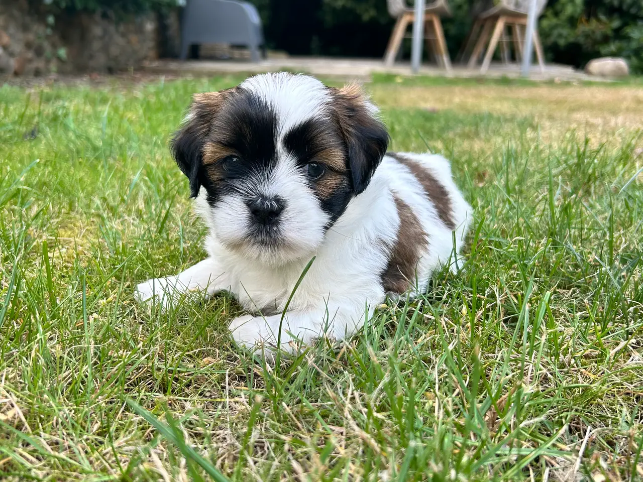 Billede 2 - Lhasa Apso hvalpe