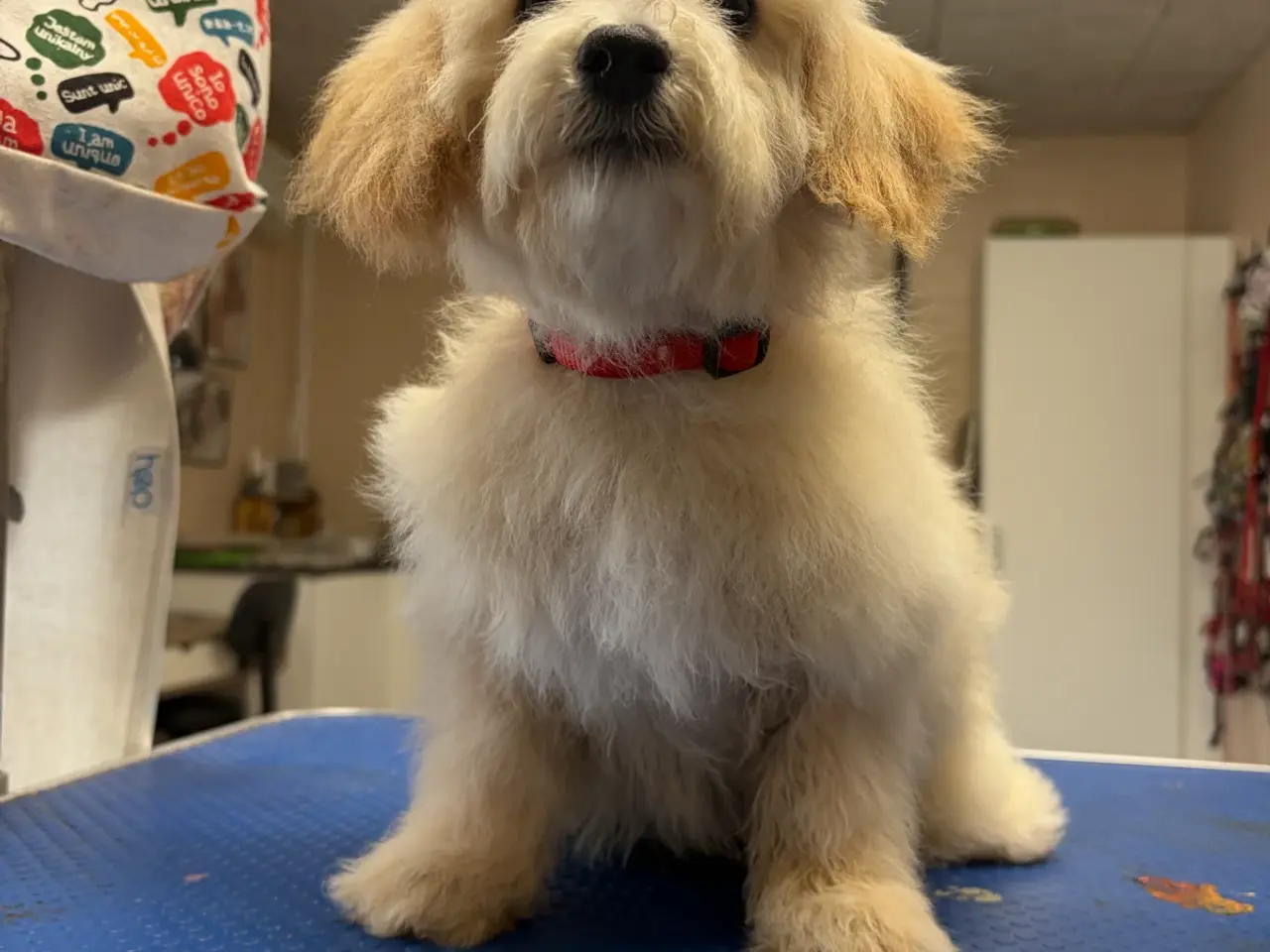 Billede 19 -  Maltipoo pige søde selma