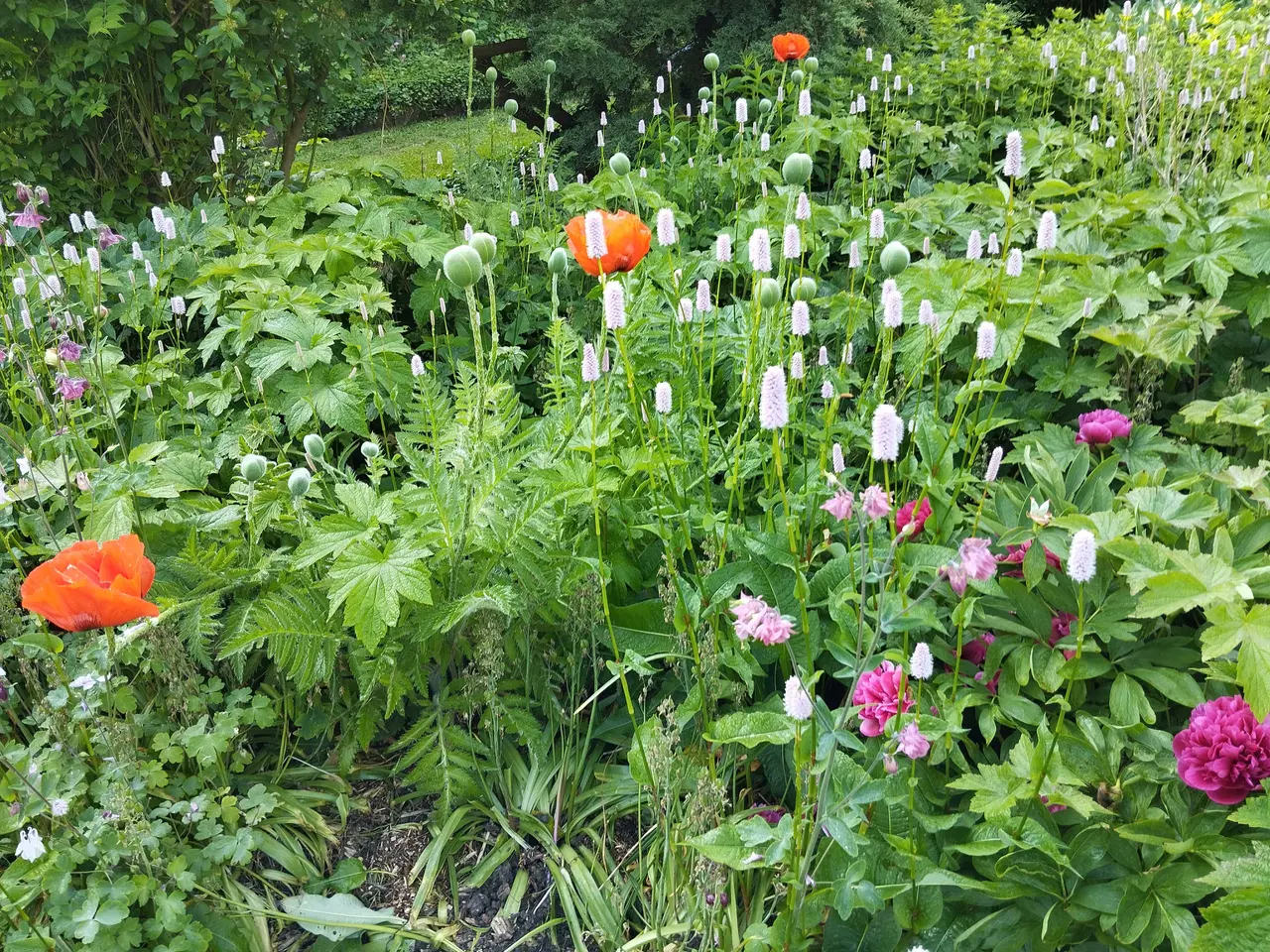 Billede 14 - Stauder/Diverse haveplanter - flerårige