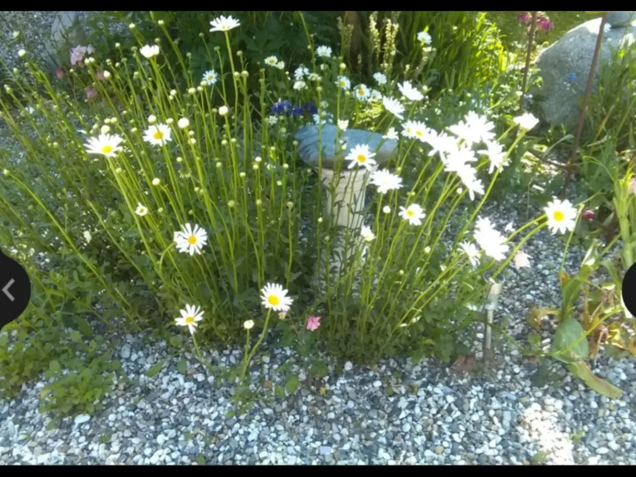 Billede 1 - Margeruite