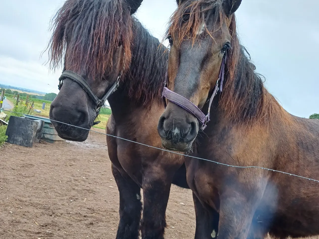 Billede 3 - 2årig Jyskhest hingst sælges