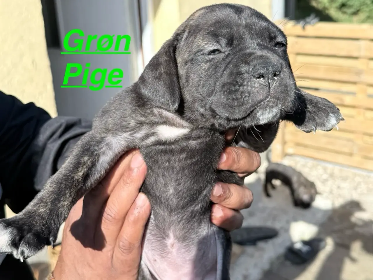Billede 6 - Presa canario / Cane Corso hvalpe