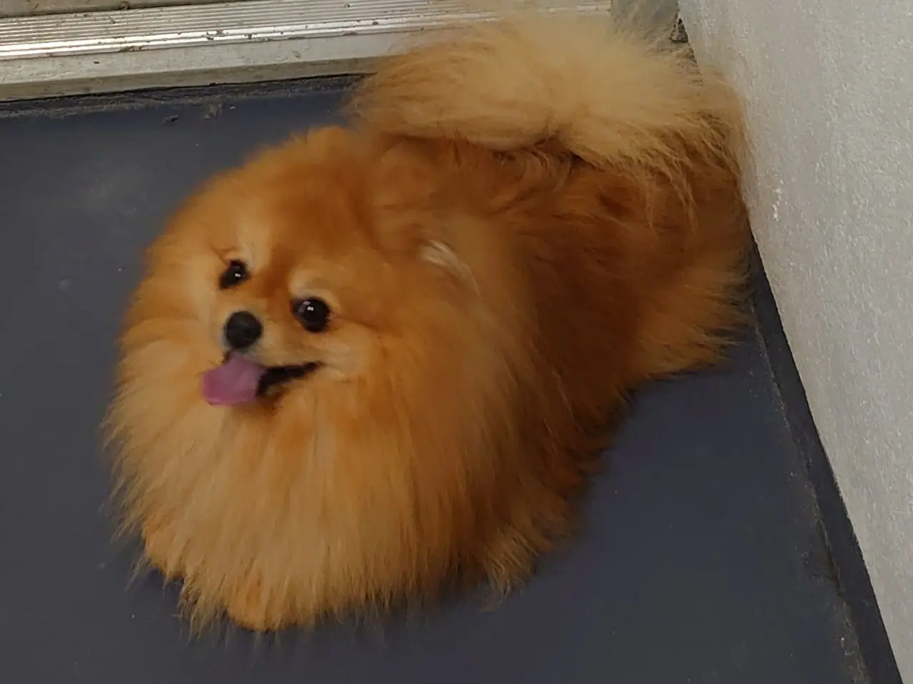 Billede 2 - Pomeranian til avl