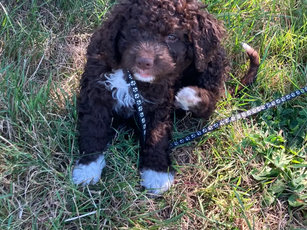 Billede 4 - Lagotto Romagnolo/Curly Coatted Retriever 