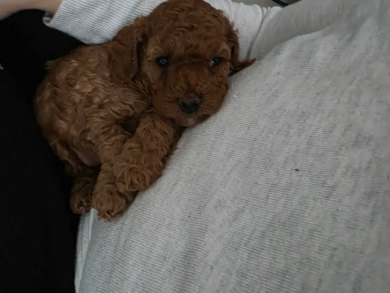Billede 4 - Cockapoo F1B 