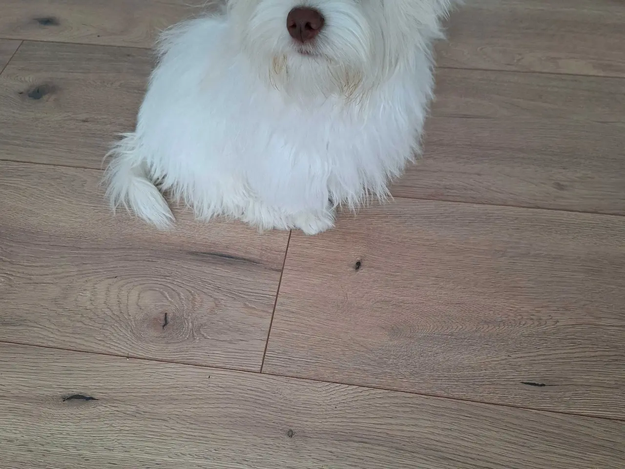 Billede 3 - Bichon havanaise Hundehvalp