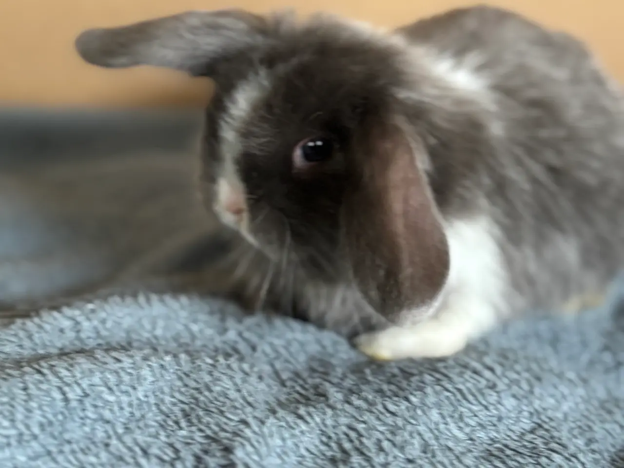 Billede 3 - Ægte Minilop unger søger nye hjem 🐰💛