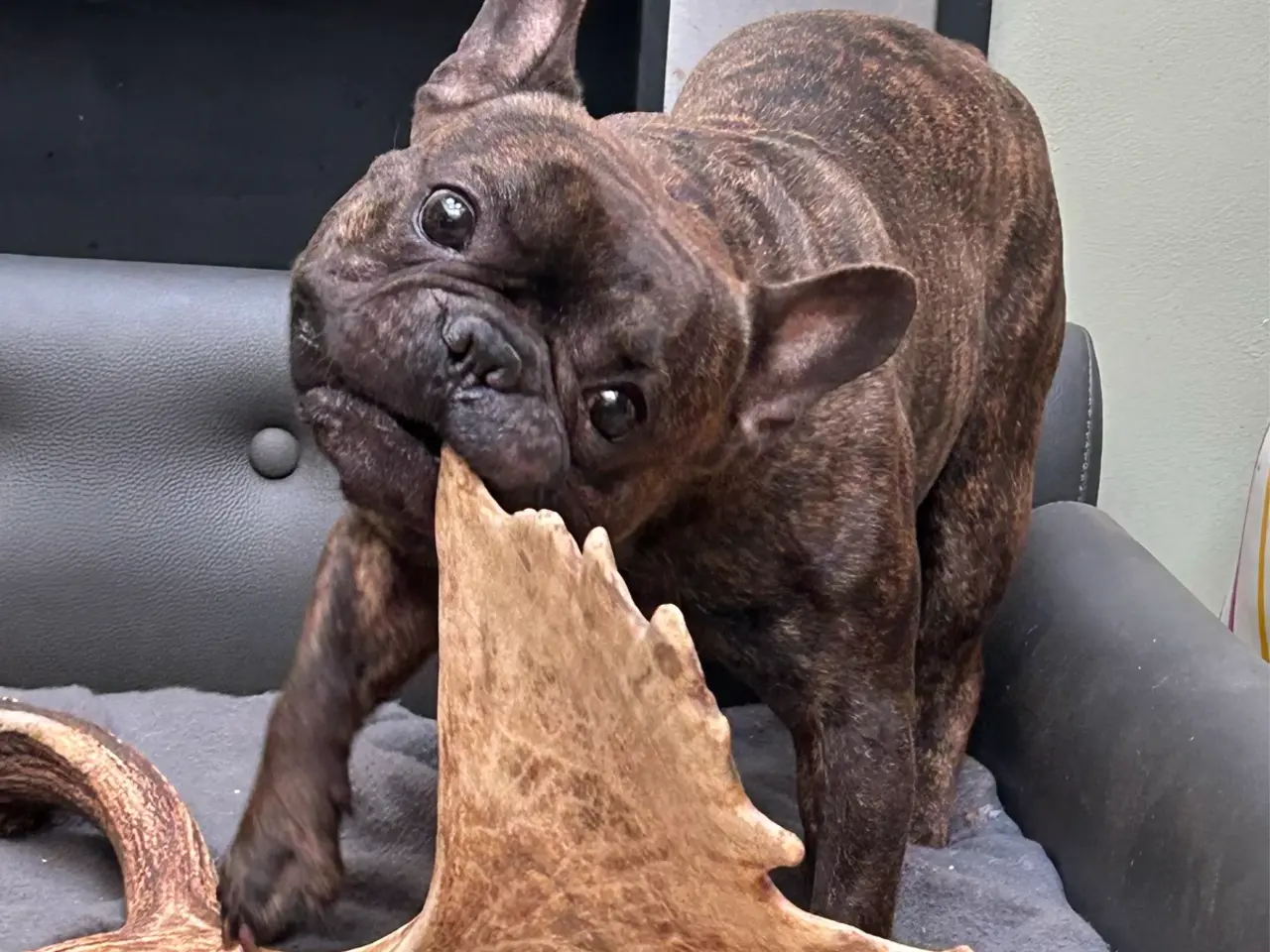 Billede 3 - Skøn fransk bulldog han