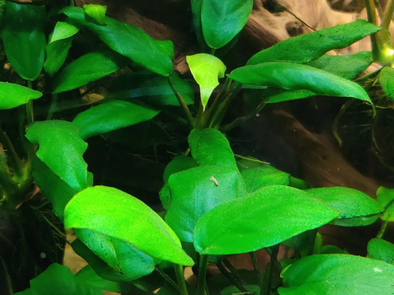 Billede 4 - Akvarie Planter mange slags