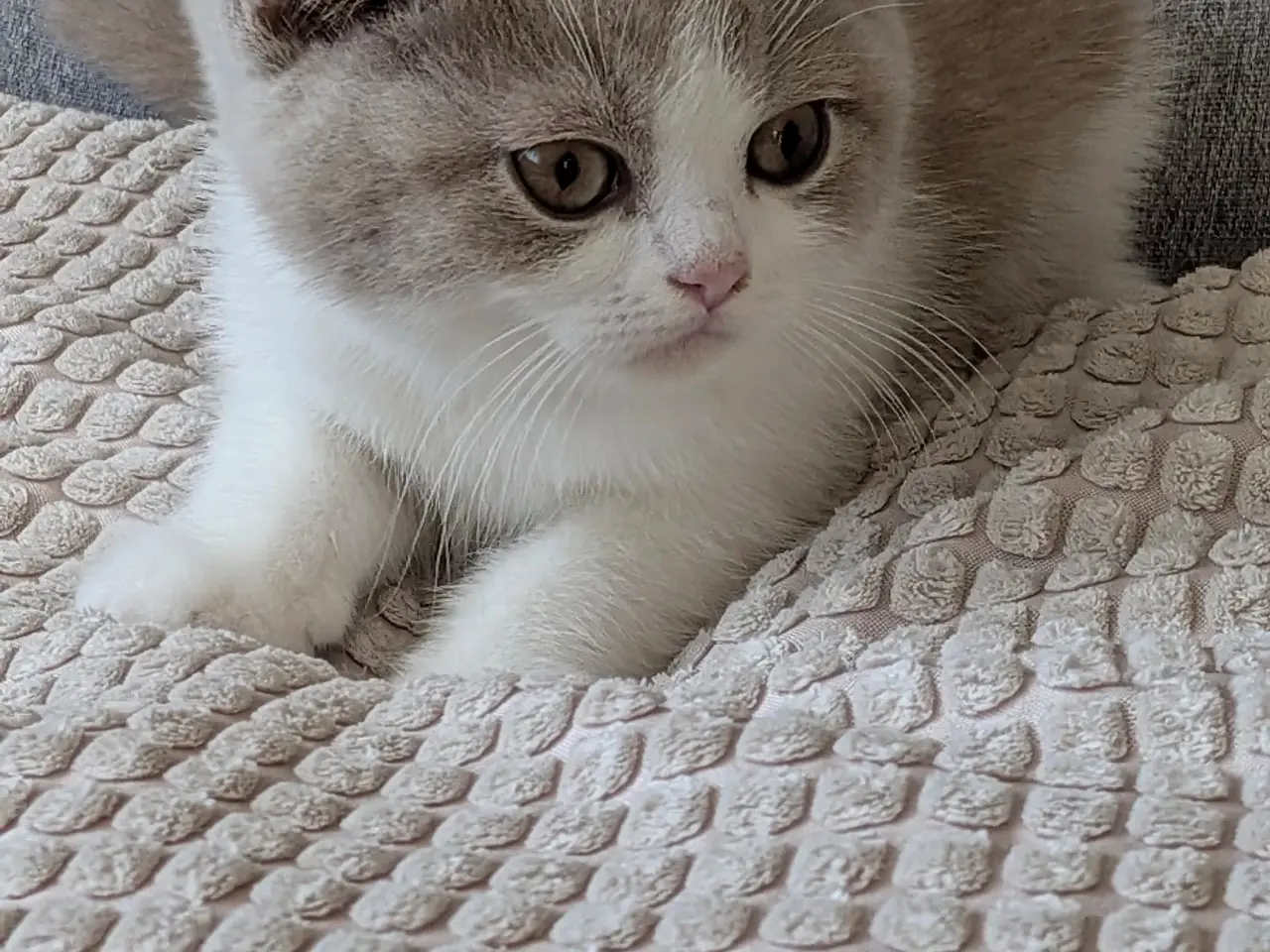 Billede 5 - British shorthair hankiling