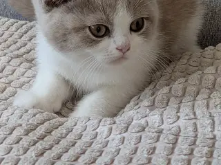British shorthair hankiling - 5