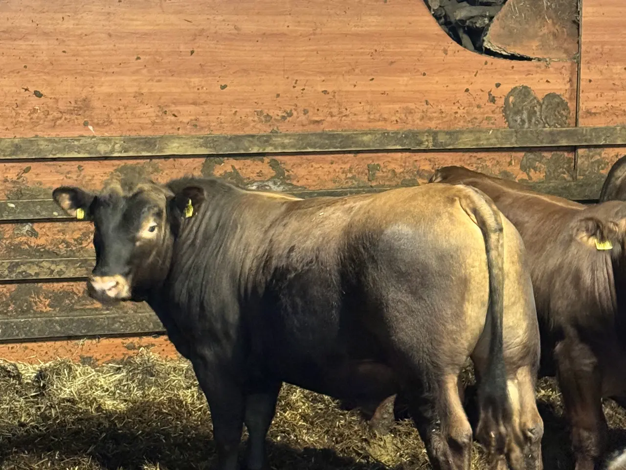 Billede 1 - Rød Angus Tyr