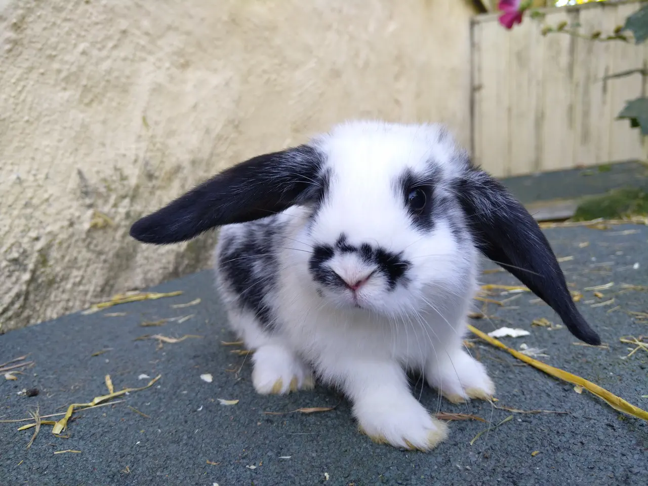 Billede 1 - Mini Lop hun unger