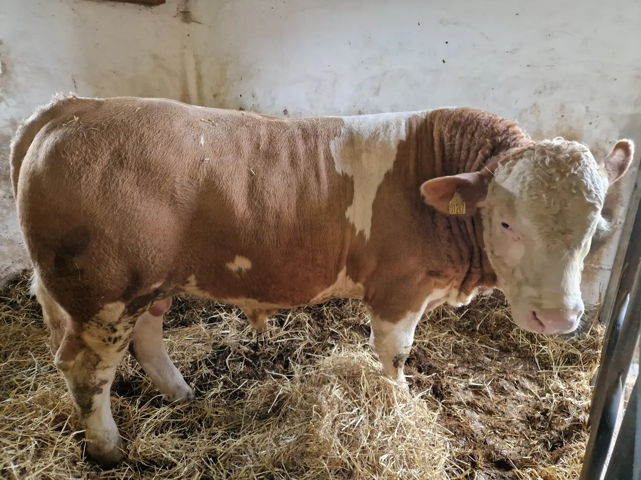Billede 1 - Simmental tyr