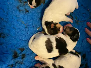 dansk svensk gårdhund hvalpe