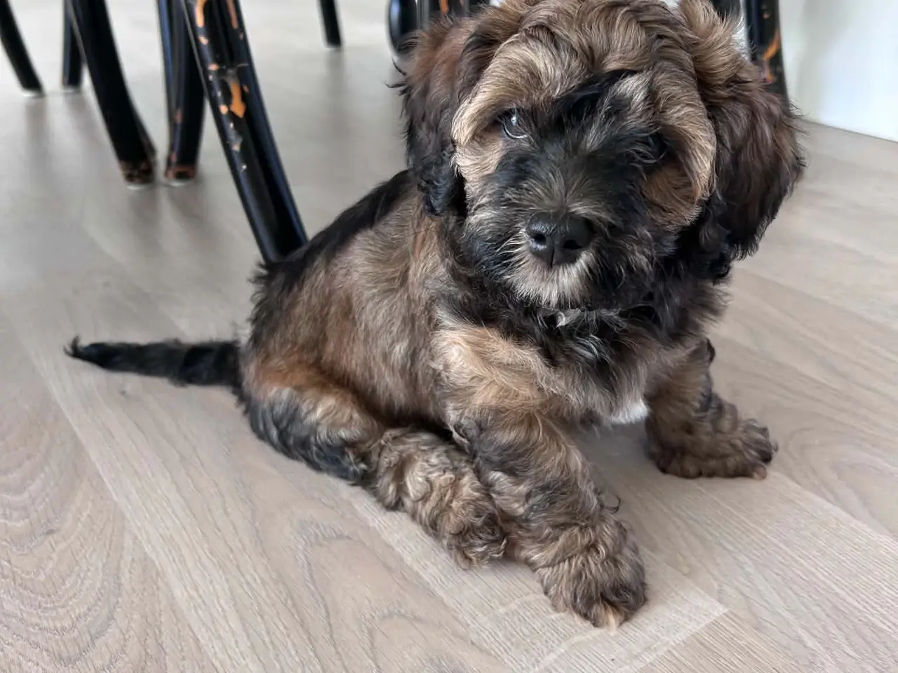 Billede 4 - Bichon Havanese