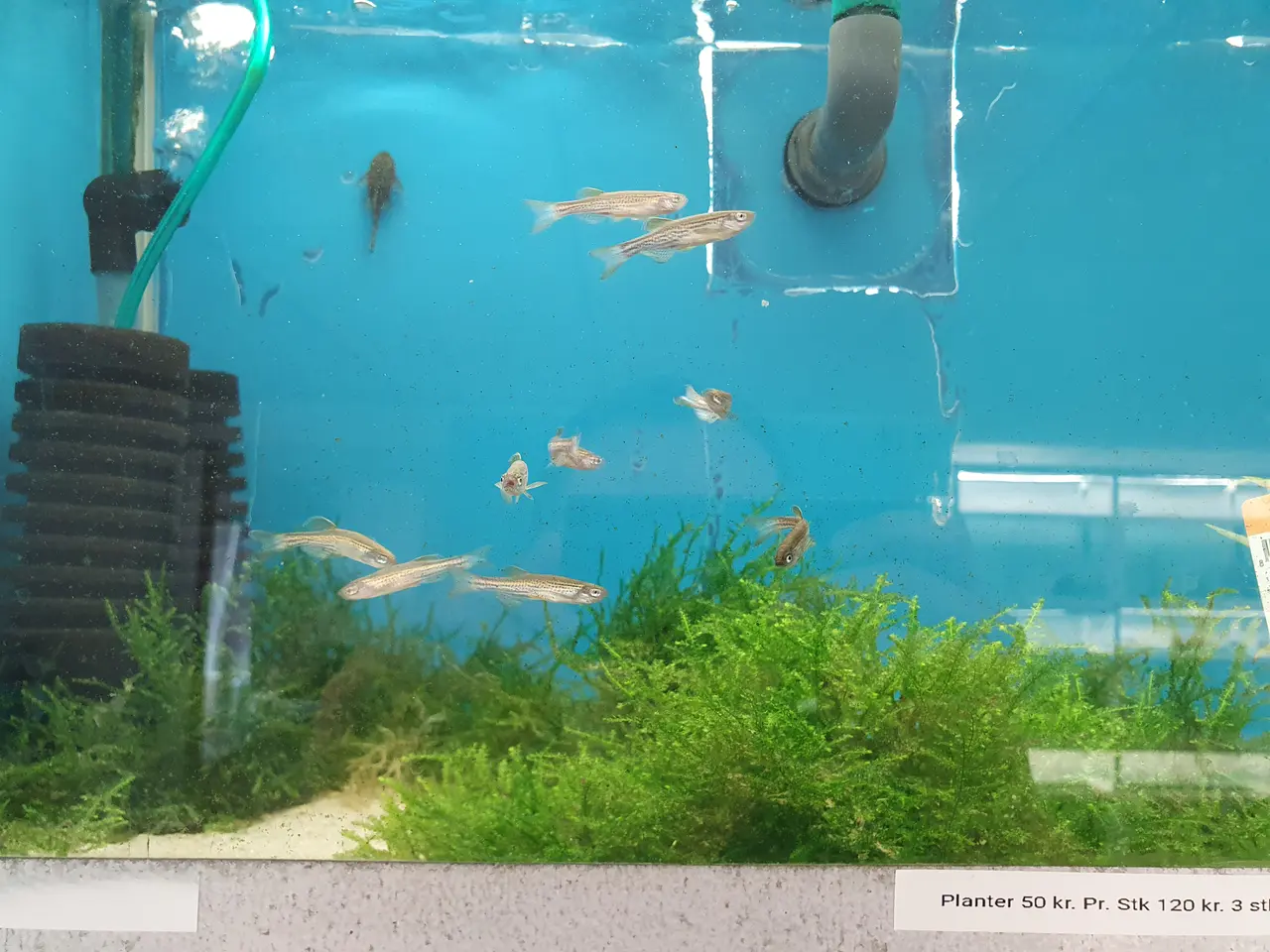 Billede 2 - ⚡🐟 DANIO TIL SALG 🐟⚡